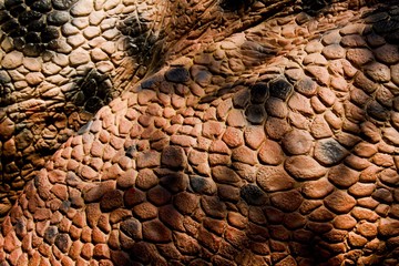 Detail of brown skin of reptiles.Brown scaly leather with black maps.