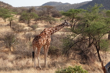 Naklejka na ściany i meble Reticulated Giraffe Samburu National Park