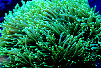 Euphyllia Torch lps coral in reef aquarium - obrazy, fototapety, plakaty