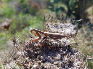 Amantide religiosa