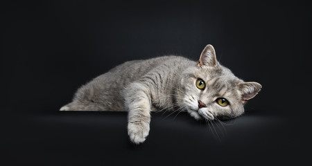Wise looking senior British Shorthair cat, laying head down very lazy with paw over edge, looking...