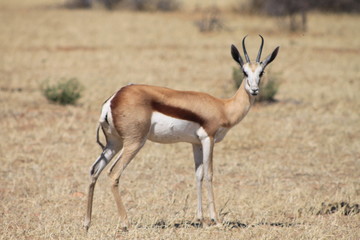 Naklejka na ściany i meble Impala dans la savane africaine