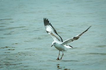 The seagull.