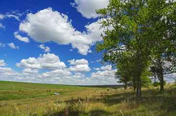 Beautiful summer landscape with river,fields and lonely growing poplar trees on a sunny day.Tula region,Russia.