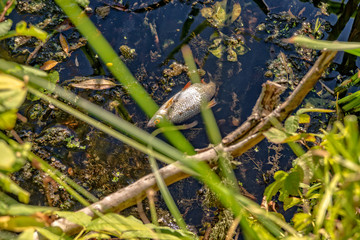 Dead fish in the lake