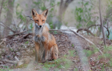 Red fox in the wild