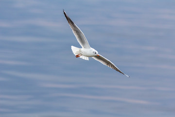 The seagull.