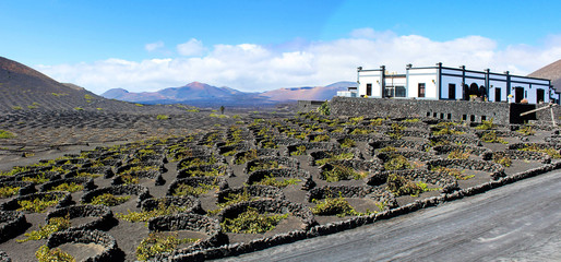 Lanzarote - The Wine Route / Canarias ( Spain )