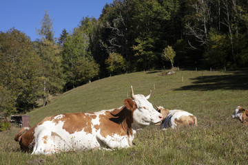 Fototapeta na wymiar Cows (Germany)