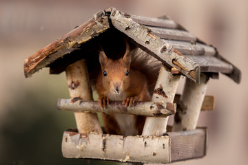 Eichhörnchen
