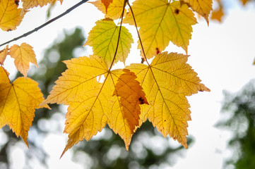 Orange leaves above