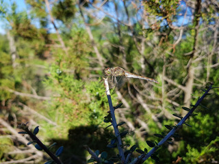 Libellula