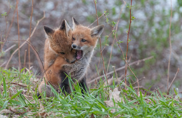 Obraz na płótnie Canvas Red fox in the wild