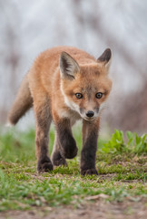 Red fox in the wild