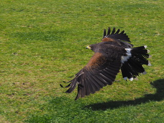 Wüstenbussard