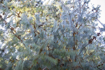 pine branches shining with sunlight