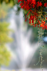 Selective focus background with flowers and fountain in the background.