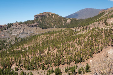 mountain valley with pine tree forest 