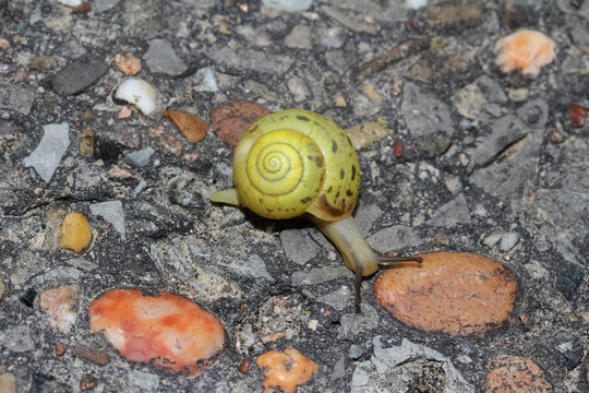 Kleine gelbe Strauchschnecke l&auml;uft &uuml;ber die Stra&szlig;e, Fruticicola fruticum