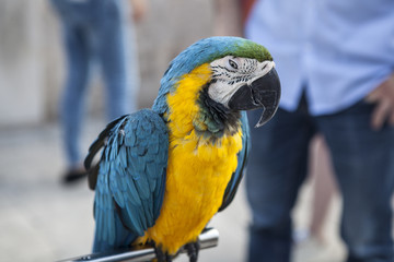 Parrot