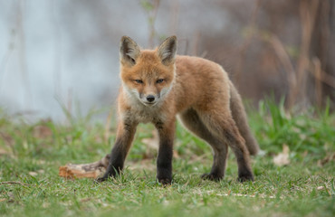 Naklejka na ściany i meble Red fox in the wild