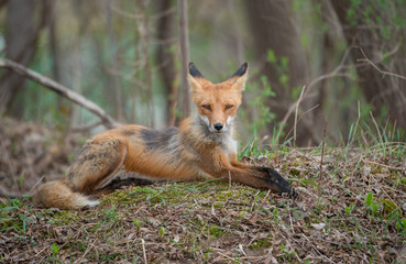 Fototapeta premium Red fox in the wild