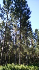 pine tree forest
