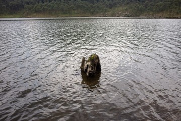 Tronco de árbol caído sumergido en el lago