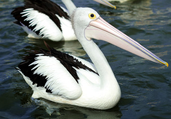pelican on the beach
