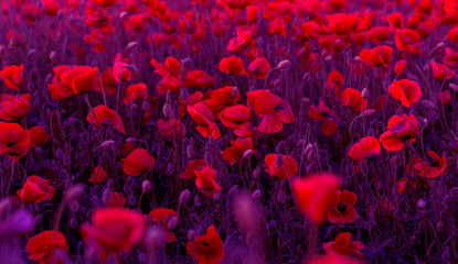 Flowers Red poppies blossom on wild field. Beautiful field red poppies with selective focus. Red poppies in soft light. Opium poppy. Glade of red poppies. Toning. Creative processing in dark low key