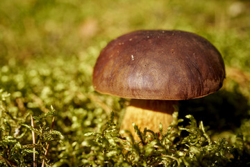 beautiful brown and fresh boletus mushroom growing on green thick moss in autumn forest