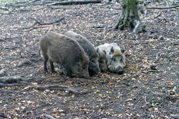 Wild boar family in the forest