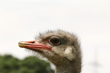 Porträt eines Straußes, Struthio camelus