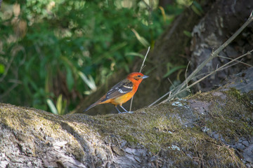 cute orange bird