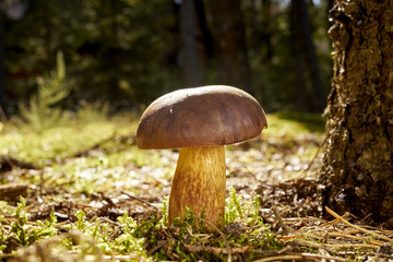 beautiful brown and fresh boletus mushroom growing on green thick moss in autumn forest