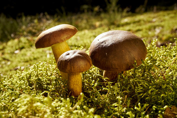 three brown and fresh boletus mushrooms growing on green thick moss in autumn forest