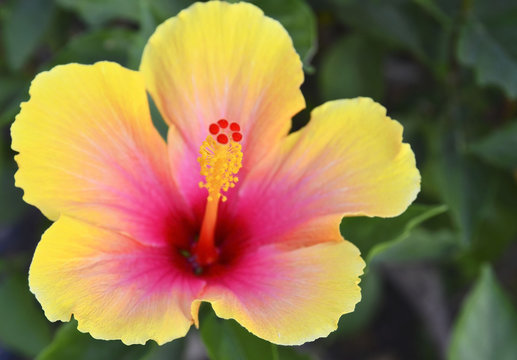 Beautiful yellow Hibiscus flower (China rose,Gudhal,Chaba,Shoe flower) in the garden of Tenerife,Canary Islands, Spain.Selective focus.