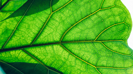 Close-up of a large exotic tropical green leaf in the sunlight