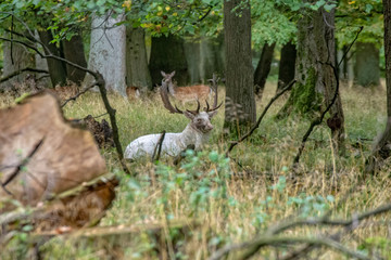 Deer in the wild