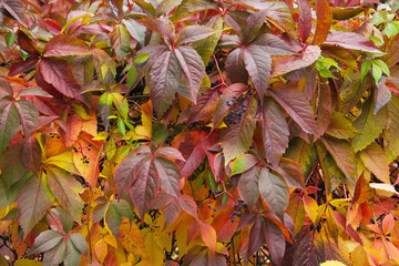 Background with autumn wild grapes