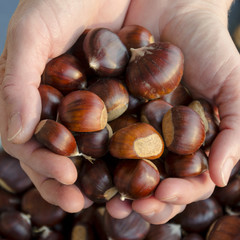 Chestnuts. Swiss marroni