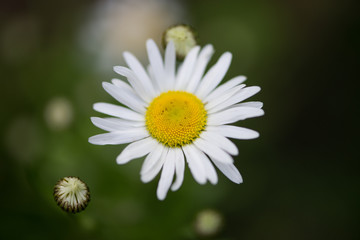 Obraz premium daisy