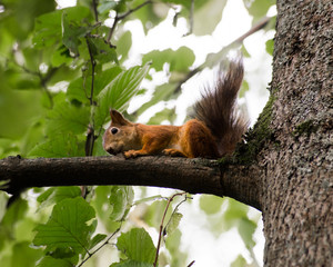 Red squirrel sitting on a tree branch