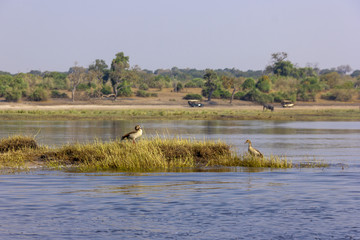 Botswana birds. Landscape of Okavango Delta with two birds, male and female. 