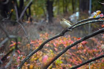 Sparrow sitting on a branch