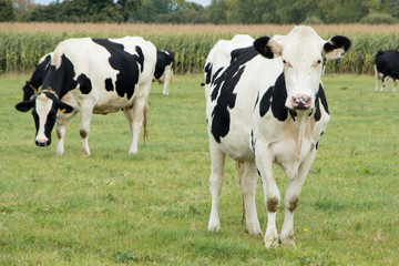 Troupeau de vaches Holstein au champ en Bretagne