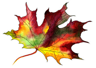 For decoration design. Botanical illustration. Autumn maple leaf with watercolor