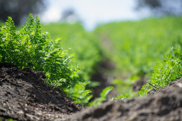 agricultural crop up close