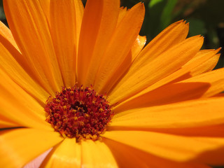 Flor naranja