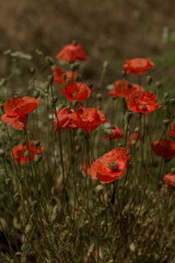 Flowers Red poppies blossom on wild field. Beautiful field red poppies with selective focus. Natural drugs. Glade of red poppies. Lonely poppy. Soft focus blur. Toning. Creative processing